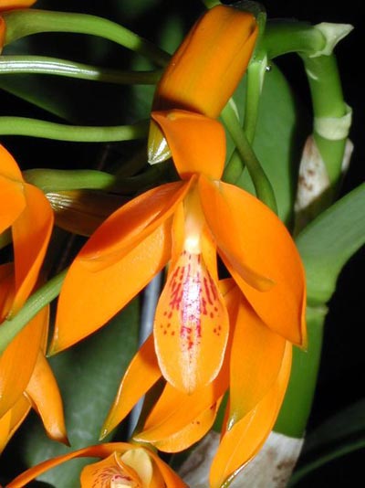 Cattleya aurantiaca (Guarianthe)