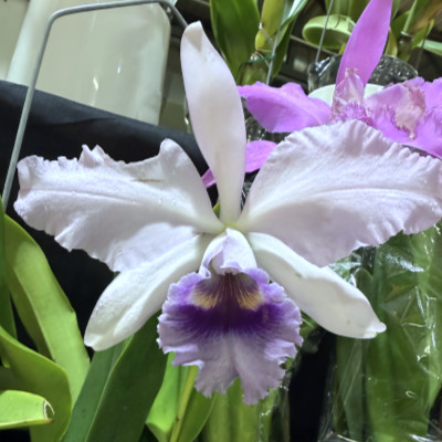 Cattleya  x Canhamiana fm. coerulea ,Azure Skies'