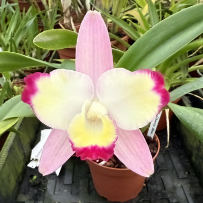 Cattleya Cherry Bee 'Happy Field'