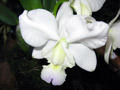 Cattleya   x dolosa, var. semi-alba
