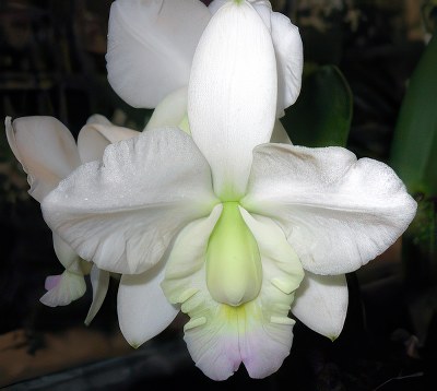 Cattleya   x dolosa, var. semi-alba