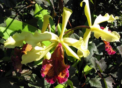 Cattleya dowiana var.: Aurea