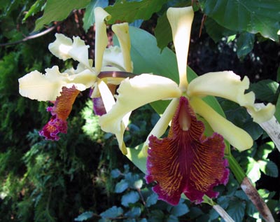 Cattleya dowiana var.: Aurea