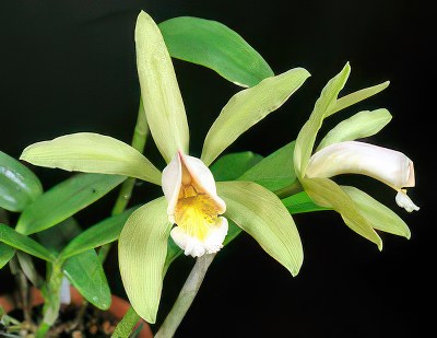 Cattleya forbesii