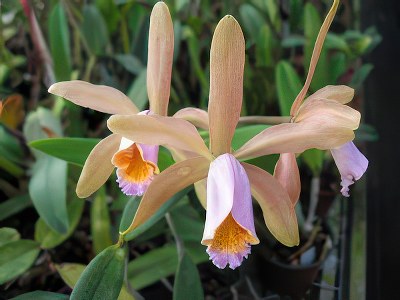 Cattleya forbesii