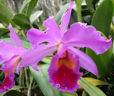 Cattleya gaskelliana