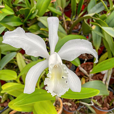 Cattleya ,Gisela Schmidt'