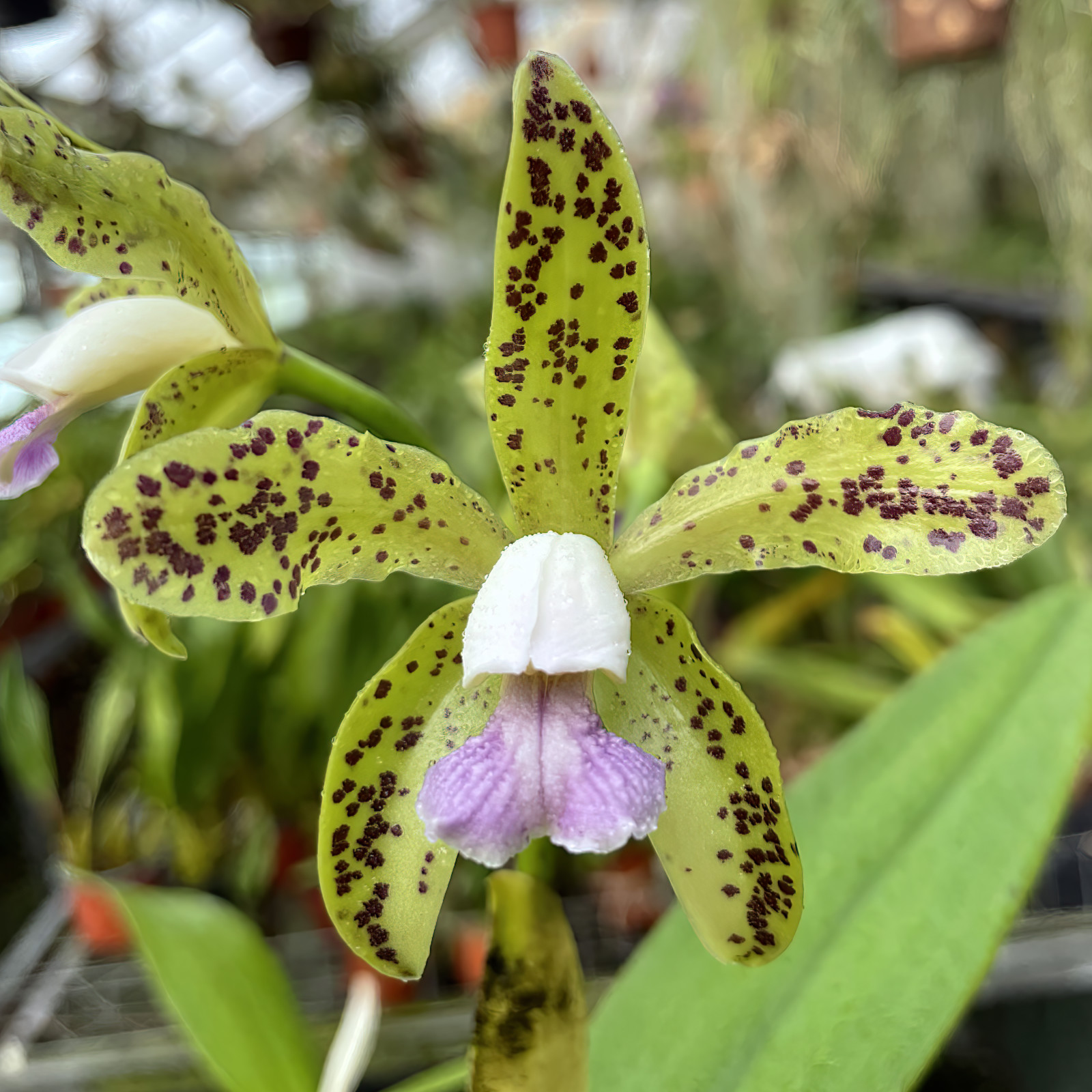 Cattleya guttata var.: Coerulea