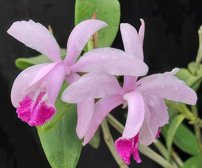 Cattleya intermedia