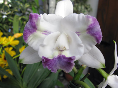 Cattleya intermedia var. aquinii coerulea