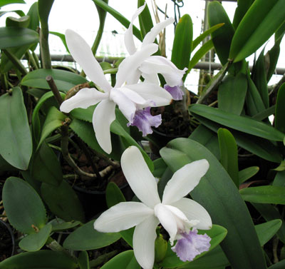 Cattleya intermedia var.: Coerulea