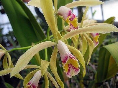 Cattleya iricolor