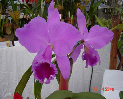 Cattleya labiata 'Rubra'