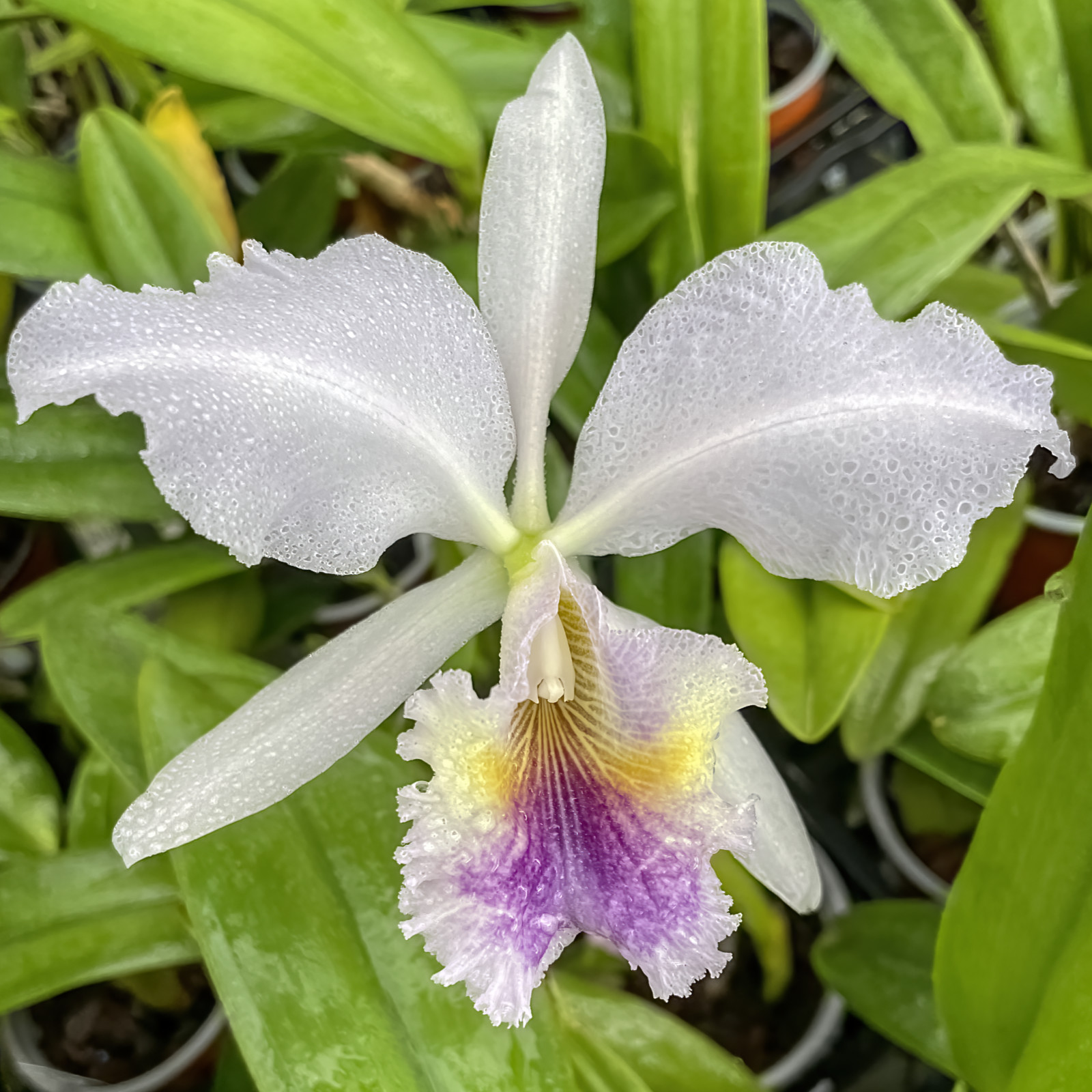 Cattleya labiata var. Coerulea