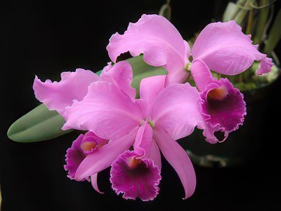 Cattleya lawrenceana