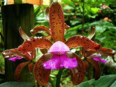 Cattleya leopoldii