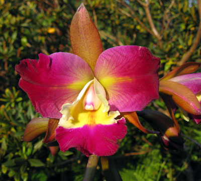 Cattleya leopoldii x Blc. Chinese Beauty