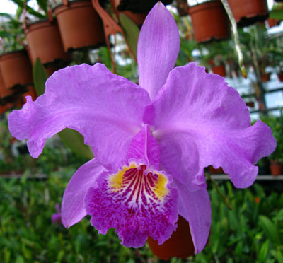 Cattleya lueddemanniana