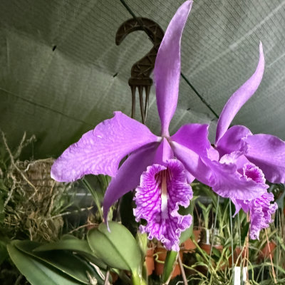 Cattleya maxima (dark type from selected parents, highland form)