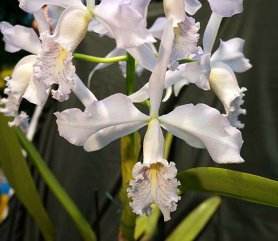 Cattleya maxima coerulea