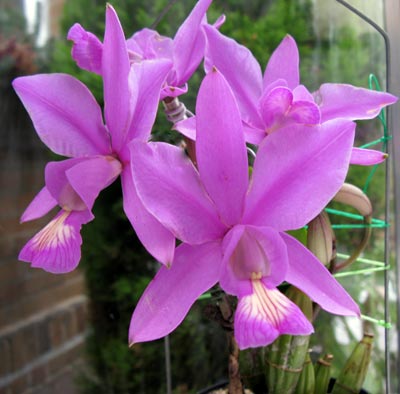 Cattleya nobilior