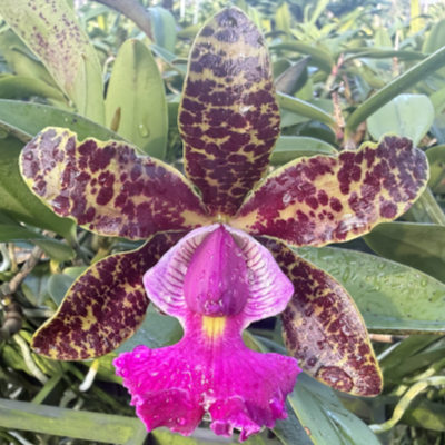 Cattleya Peckaviensis (schilleriana x aclandiae)