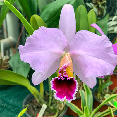 Cattleya percivaliana