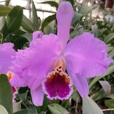 Cattleya percivaliana ,,Thiago"