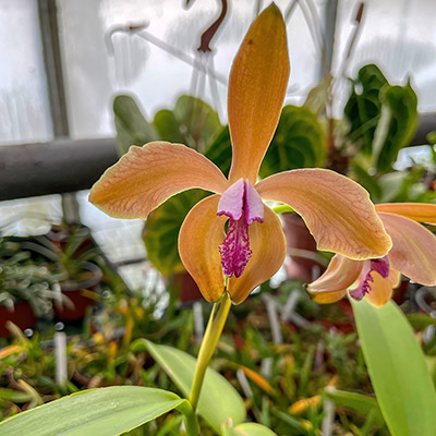 Cattleya porphyroglossa