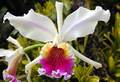 Cattleya rex