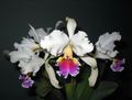 Cattleya rex