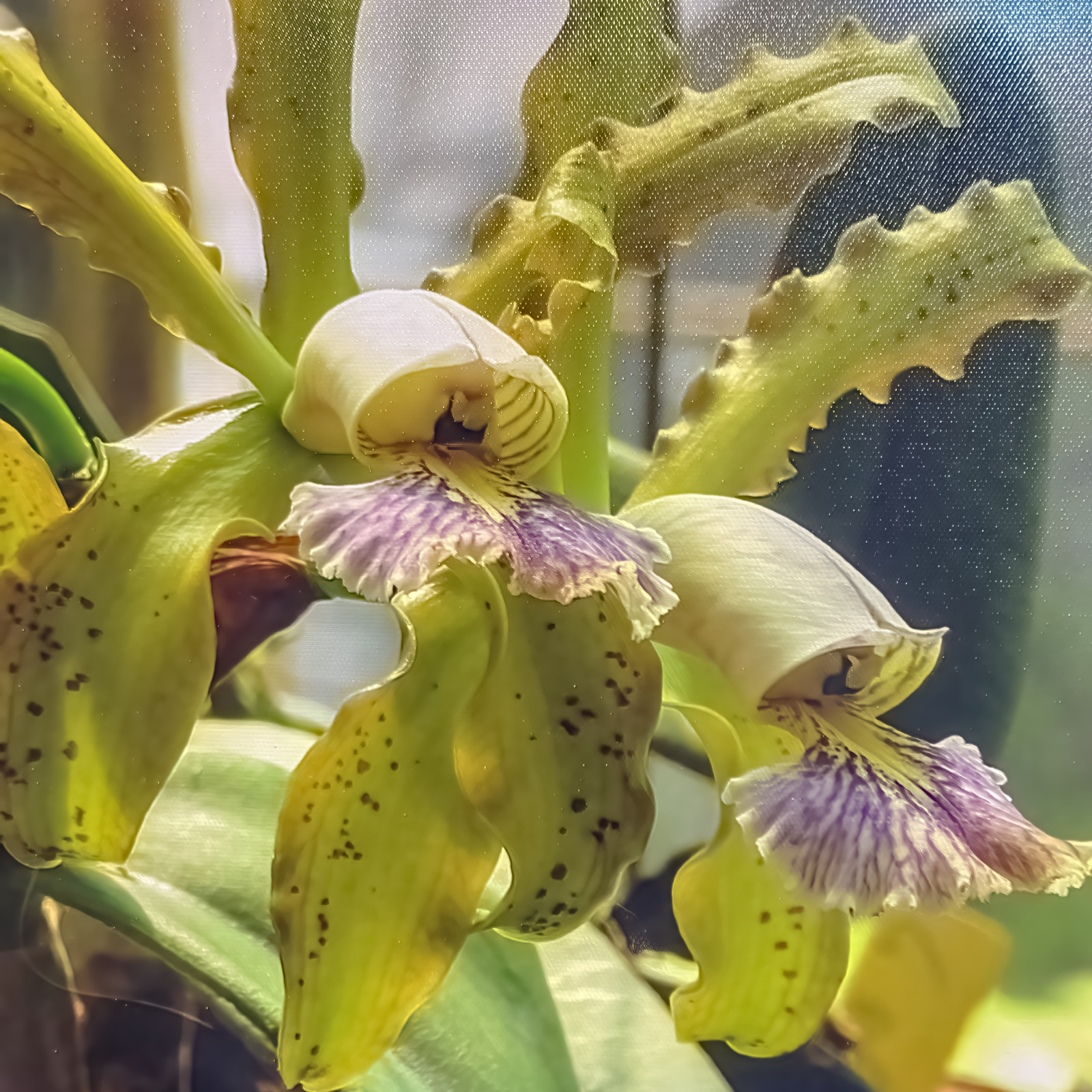 Cattleya schilleriana var. Coerulea