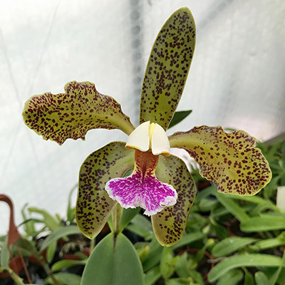Cattleya schofieldiana