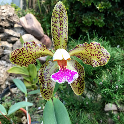 Cattleya schofieldiana