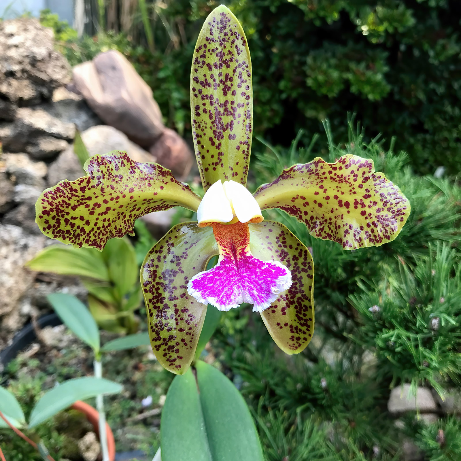 Cattleya schofieldiana