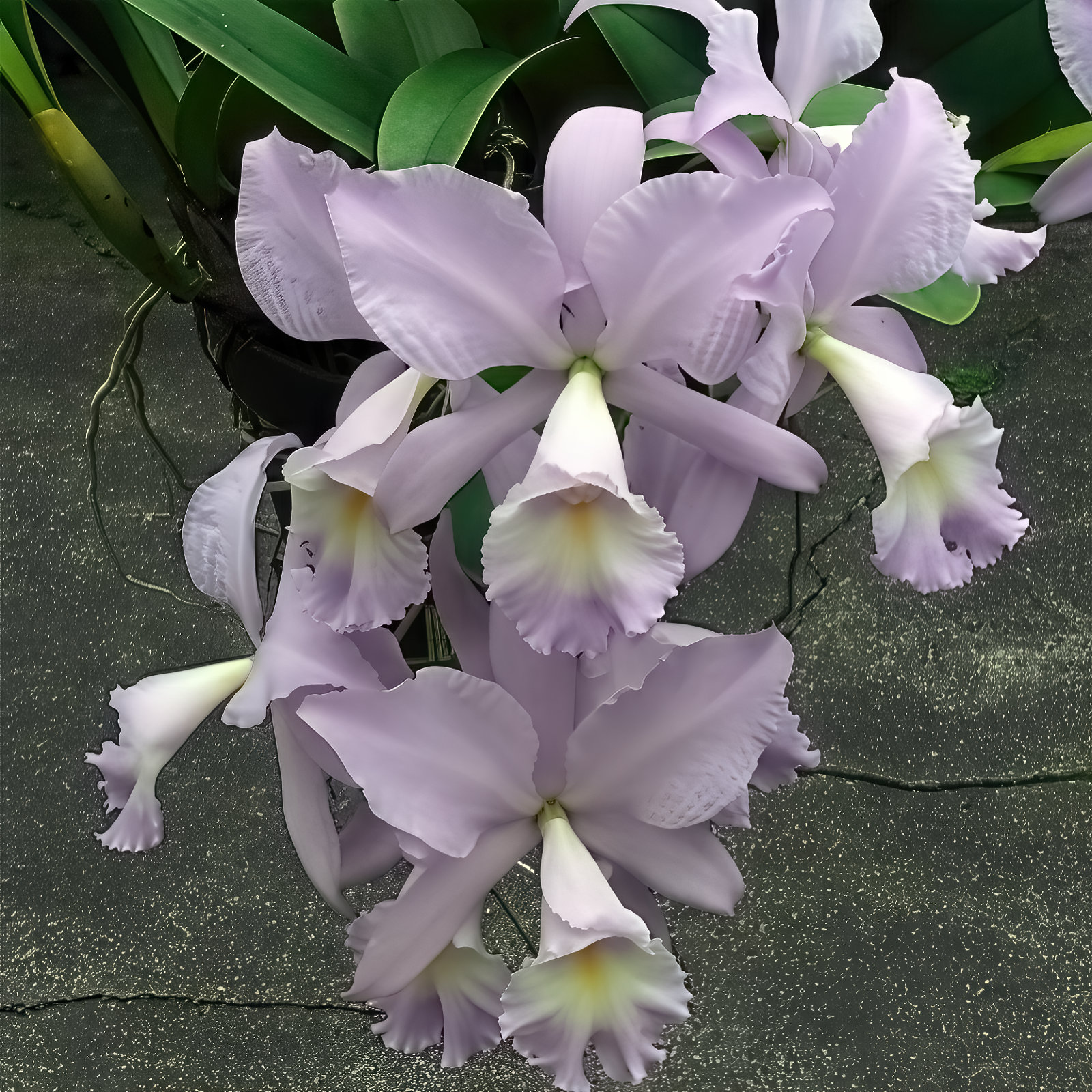 Cattleya Sea Breeze (C. warneri x walkeriana)