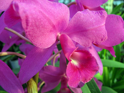 Cattleya skinneri "Casa Luna"