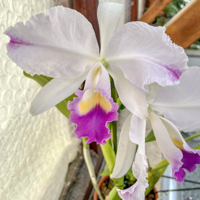 Cattleya trianae var. coerulea