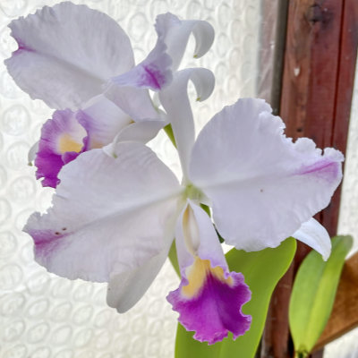 Cattleya trianae var. coerulea