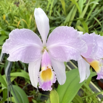 Cattleya trianae var. concolor