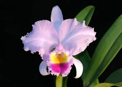 Cattleya trianae