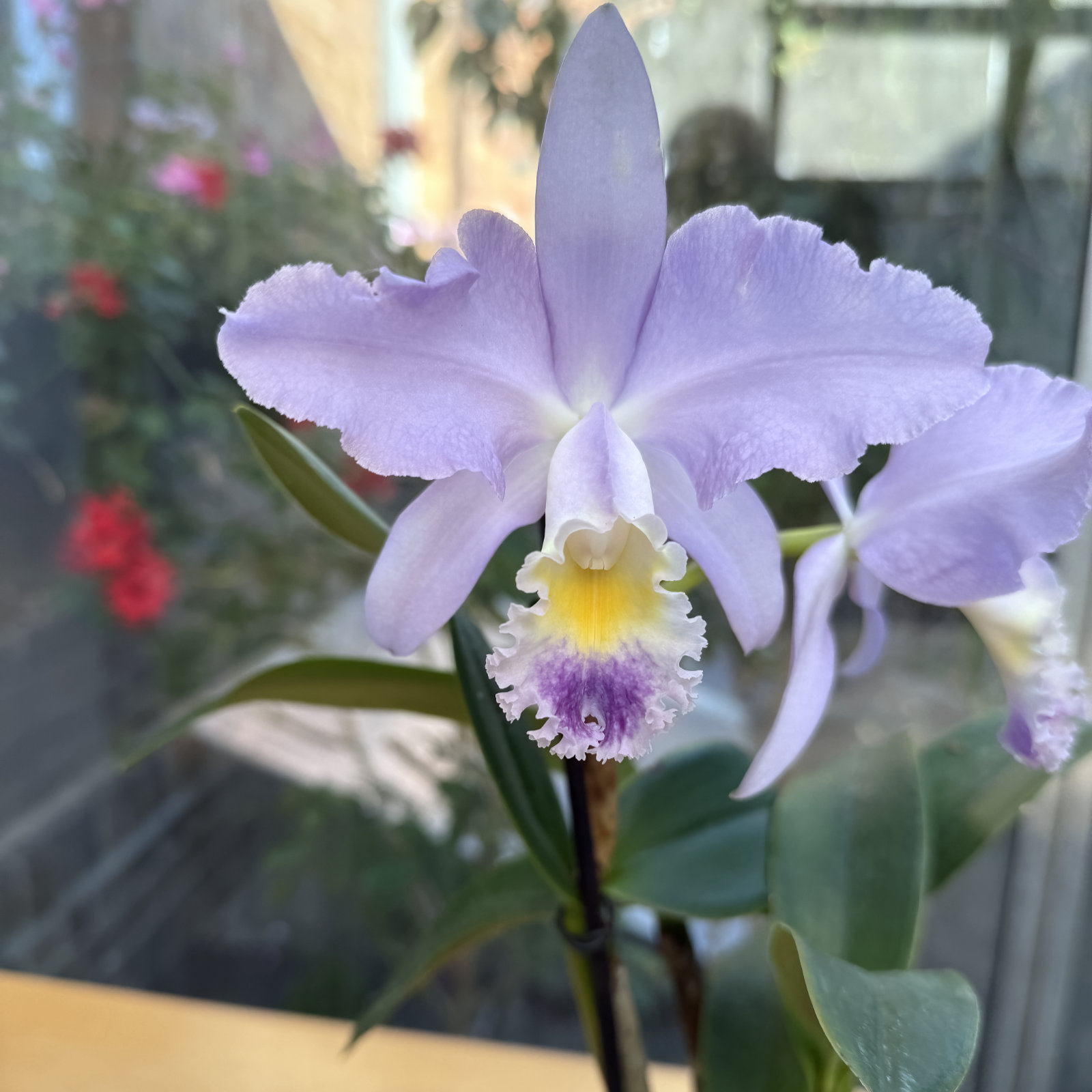 Cattleya Valentine fm. coerulea