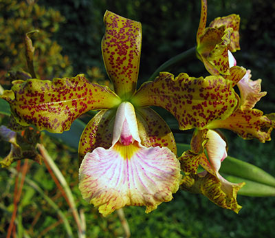 Cattleya velutina