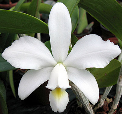 Cattleya violacea var.: alba