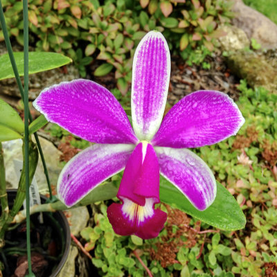 Cattleya violacea var.: Flamea