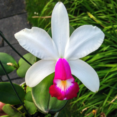 Cattleya violacea var.semi-alba