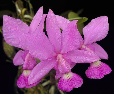 Cattleya walkeriana