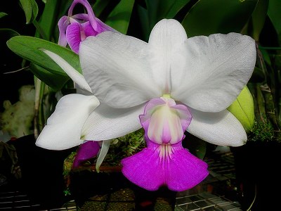 Cattleya walkeriana semi-alba x se