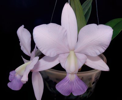 Cattleya walkeriana var. coerulea