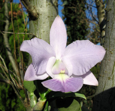 Cattleya walkeriana var. Coerulea ,Terra Azul'